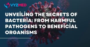 Unveiling the Secrets of Bacteria: From Harmful Pathogens to Beneficial Organisms