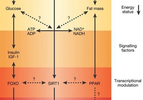 The Impact of Calorie Restriction on Metabolism