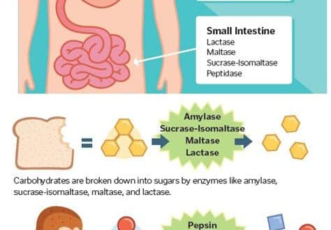 The Importance of Digestive Enzymes in Maintaining a Healthy Gut