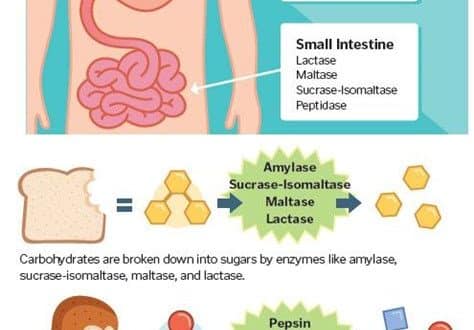 How Enzymes Aid in the Digestion Process