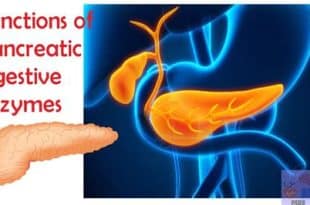 Understanding the Role of the Pancreas in Enzyme Production