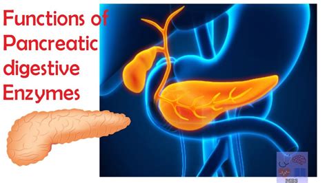 Understanding the Role of the Pancreas in Enzyme Production