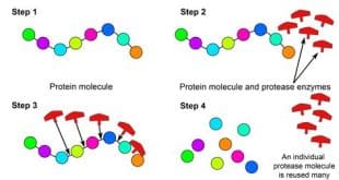 Protease: The Key Enzyme for Breaking Down Proteins