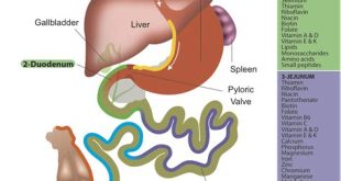 The Link Between Enzymes and Nutrient Absorption in the Small Intestine