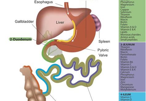 The Link Between Enzymes and Nutrient Absorption in the Small Intestine