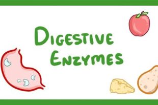 Exploring Different Types of Digestive Enzymes