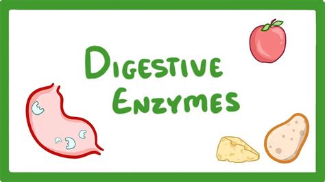 Exploring Different Types of Digestive Enzymes