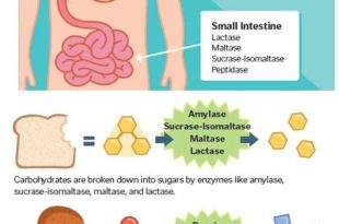 The Functions of Enzymes in the Small Intestine