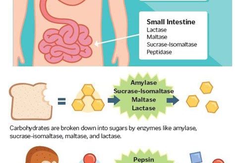 The Functions of Enzymes in the Small Intestine